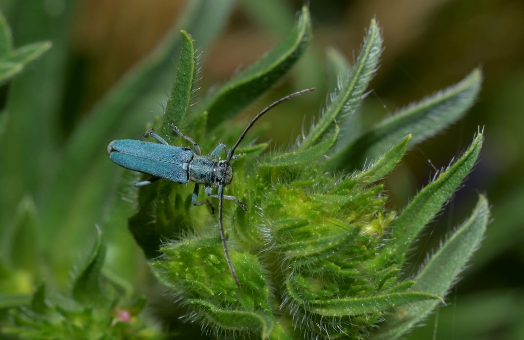 Opsilia coerulescens (Cerambycidae)